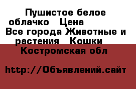 Пушистое белое облачко › Цена ­ 25 000 - Все города Животные и растения » Кошки   . Костромская обл.
